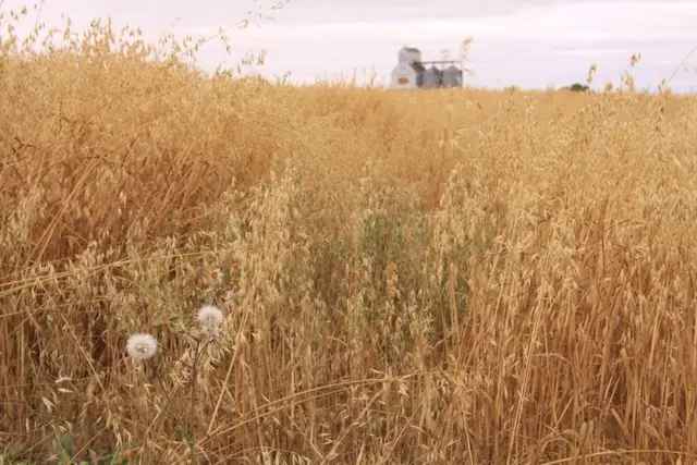 Grain elevator beyond an oat field
