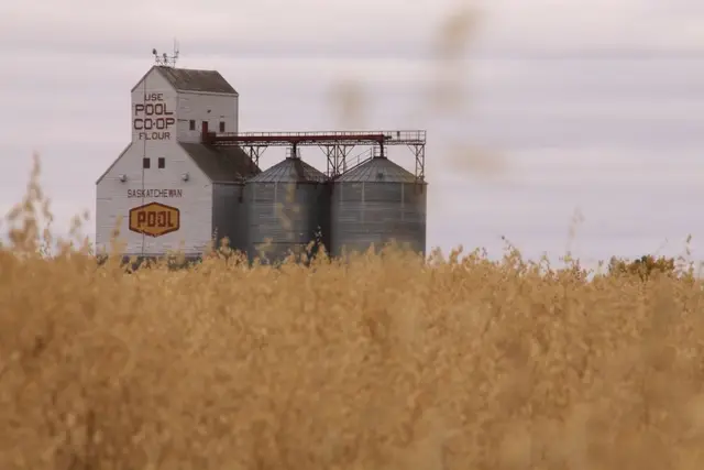 Pool grain elevator beyond a field of oats