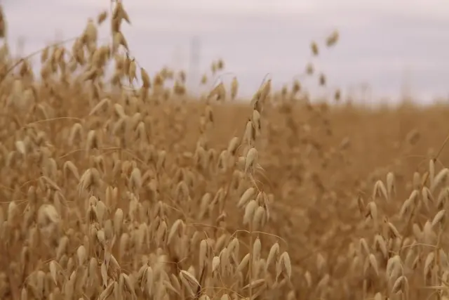 Field of ripe oats