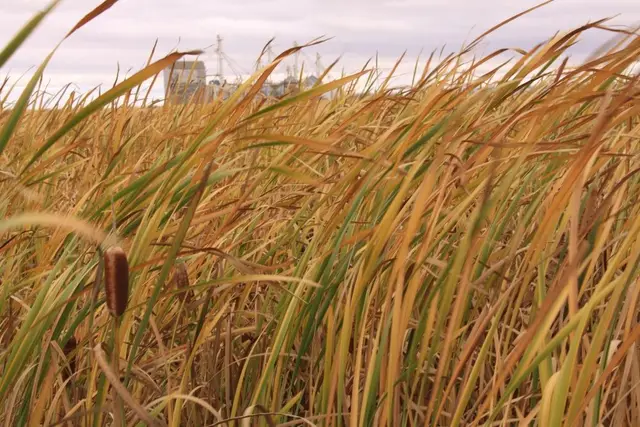 Cattails in autumn with grain elevators in the distance